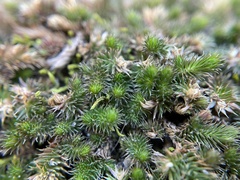 Selaginella caffrorum
