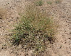 Cleome foliosa lutea