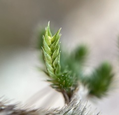 Selaginella caffrorum