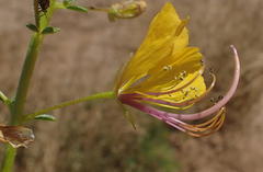 Cleome foliosa lutea