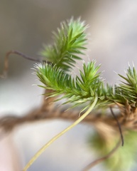 Selaginella caffrorum