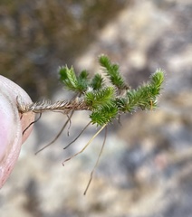 Selaginella caffrorum
