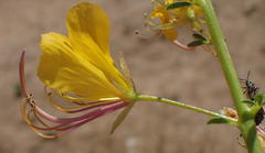 Cleome foliosa lutea