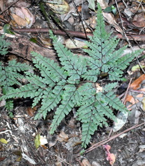 Adiantum formosum