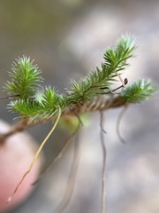 Selaginella caffrorum