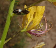 Cleome foliosa lutea