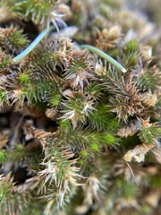 Selaginella caffrorum