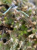 Selaginella caffrorum - Photo (c) Matt Berger, some rights reserved (CC BY), uploaded by Matt Berger