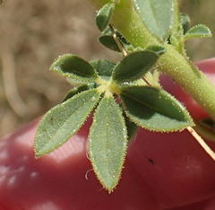 Cleome foliosa lutea