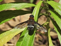 Ligyra doryca
