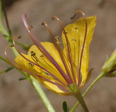 Cleome foliosa lutea