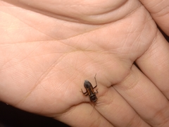 Peirates atromaculatus