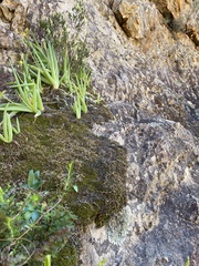 Selaginella caffrorum