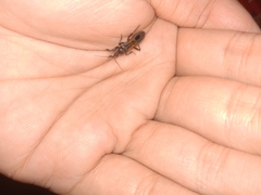 Peirates atromaculatus