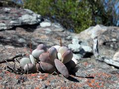 Adromischus roaneanus