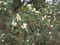 Eucalyptus marginata marginata