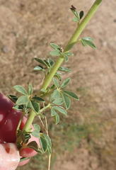 Cleome foliosa lutea