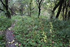 Campanula latifolia