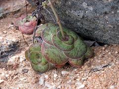 Crassula pseudohemisphaerica