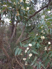 Eucalyptus marginata marginata