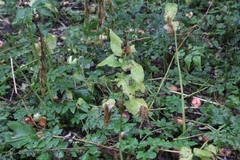 Campanula latifolia