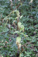 Campanula latifolia