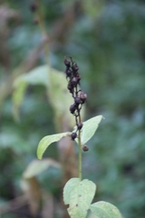 Campanula latifolia
