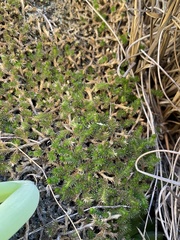 Selaginella caffrorum