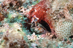 Odontodactylus brevirostris