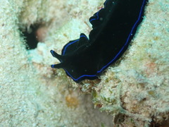 Pseudoceros caeruleocinctus