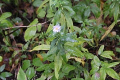 Symphyotrichum