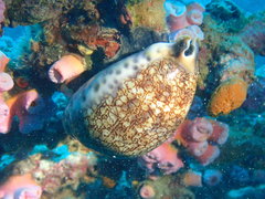Mauritia eglantina image