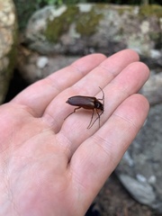 Cebrio