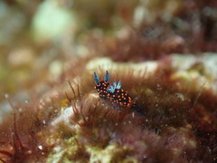 Nembrotha