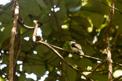 Hemipus hirundinaceus