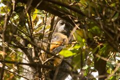 Hemipus hirundinaceus