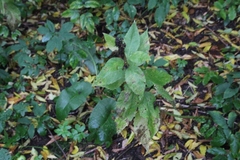 Campanula latifolia