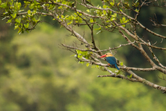 Hemipus hirundinaceus