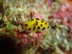 Halgerda brunneomaculata