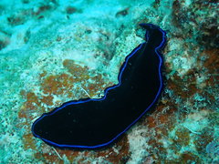 Pseudoceros caeruleocinctus