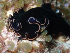 Pseudobiceros splendidus