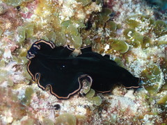 Pseudobiceros splendidus