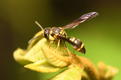 Apodynerus formosensis