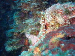 Corythoichthys amplexus