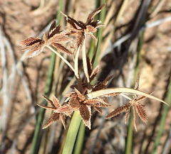 Cyperus marginatus