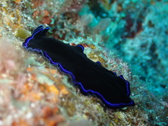 Pseudoceros caeruleocinctus