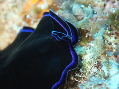 Pseudoceros caeruleocinctus