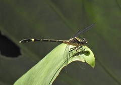 Austrogomphus prasinus
