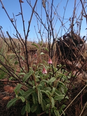 Hermannia boraginiflora