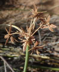 Cyperus marginatus